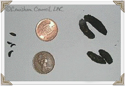 rat-droppings-01.jpg