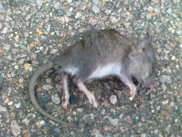 Harvey Rat.jpg