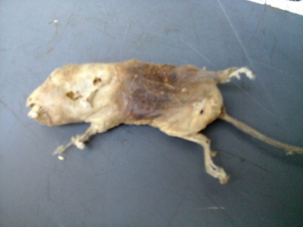 Crisp Mouse 3.jpg