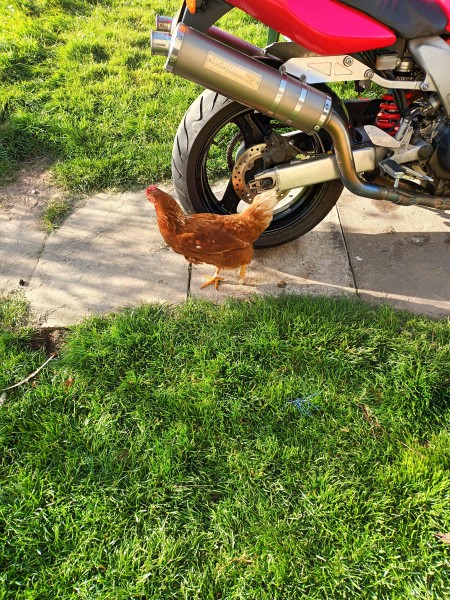 Chick Strips.jpg