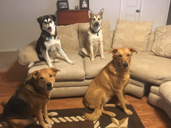 Pups family picture large.jpg